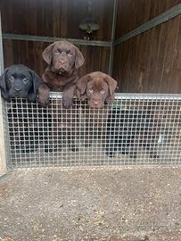 Labrador nere e marroni con pedigree