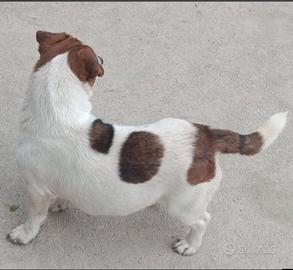 Jack Russell accoppiamento