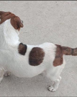 Jack Russell accoppiamento