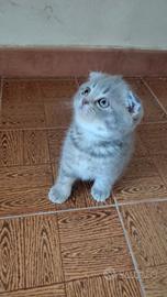 Gattini Scottish