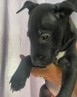 Cuccioli di bull terrier