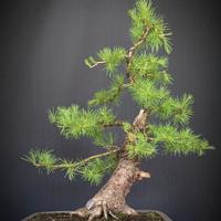 Larice (Larix decidua)