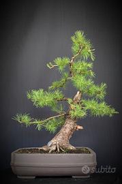 Larice (Larix decidua)