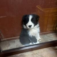 Border collie