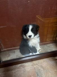 Border collie