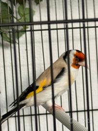 Cardellino