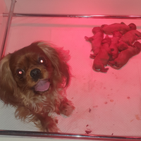Cuccioli Cavalier King Ruby con Pedigree ENCI