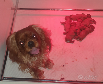Cuccioli Cavalier King Ruby con Pedigree ENCI