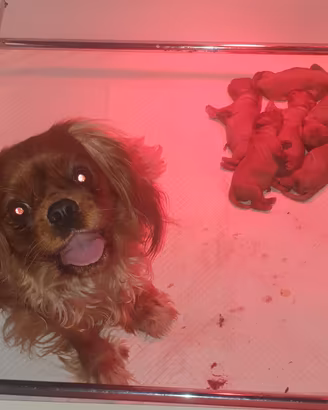 Cuccioli Cavalier King Ruby con Pedigree ENCI