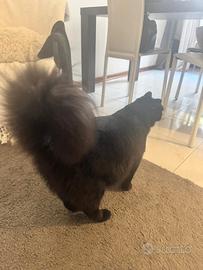 Gattino nero a pelo lungo