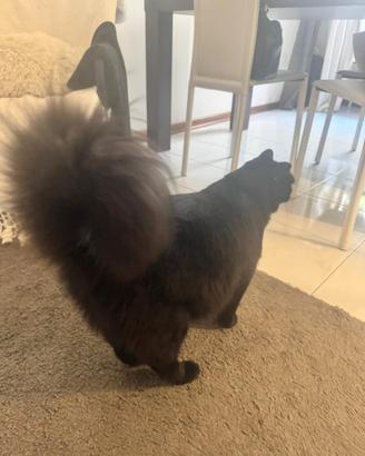 Gattino nero a pelo lungo