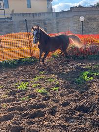 Puledra haflinger
