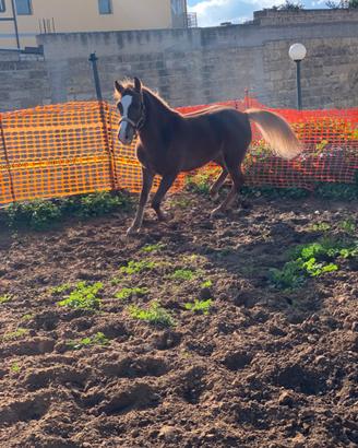 Puledra haflinger