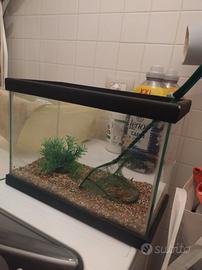 Acquario con sassolini, pianta e retino (coperchio