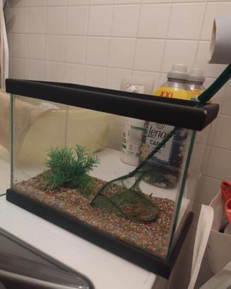 Acquario con sassolini, pianta e retino (coperchio