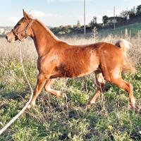 Puledra orientale di 30 mesi