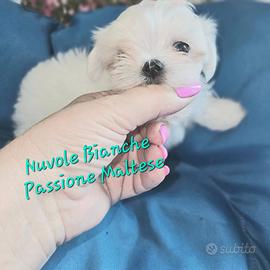 Cucciolo maltese coreano con pedigree