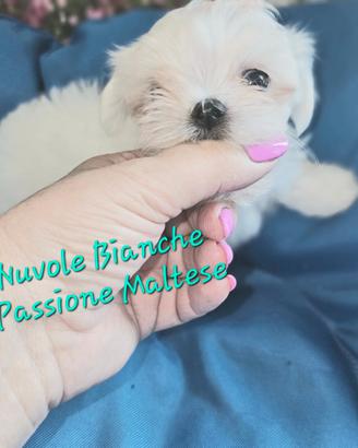 Cucciolo maltese coreano con pedigree