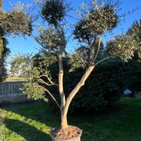 PIANTA DI  OLIVO
