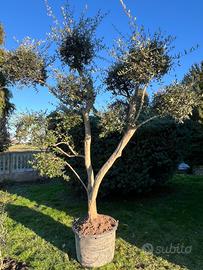 PIANTA DI  OLIVO