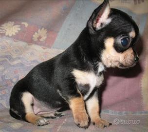 Cuccioli di chihuahua Toy