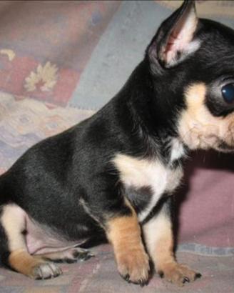 Cuccioli di chihuahua Toy