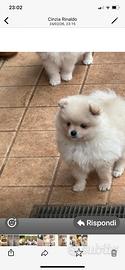 Cucciolo di Pomerania