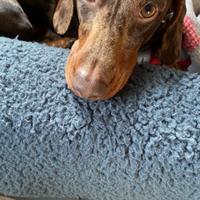 Bassotto Arlecchino per monta