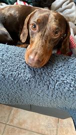 Bassotto Arlecchino per monta