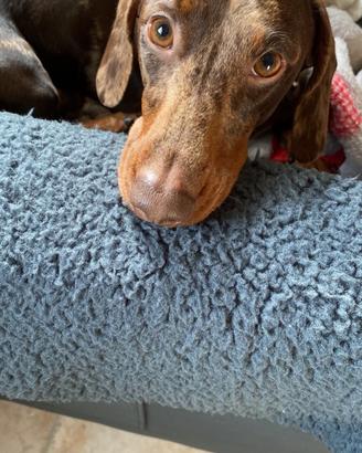 Bassotto Arlecchino per monta