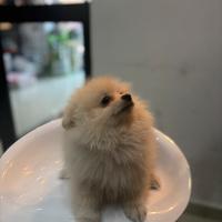 Spitz tedesco bianco