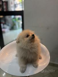 Spitz tedesco bianco