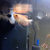 Gourami trIchogaster