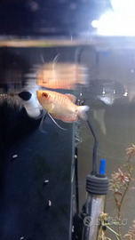 Gourami trIchogaster