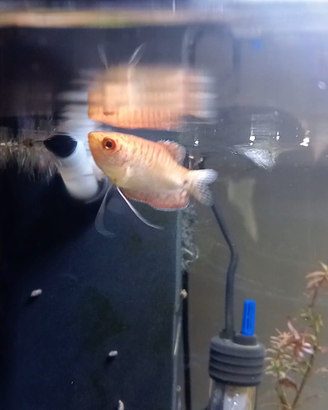 Gourami trIchogaster