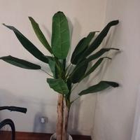 Pianta di banano finta 