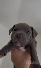 Pitbull blue nose ultimo cucciolo