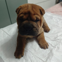 Sharpei con pedigree