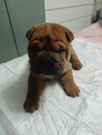 Sharpei con pedigree