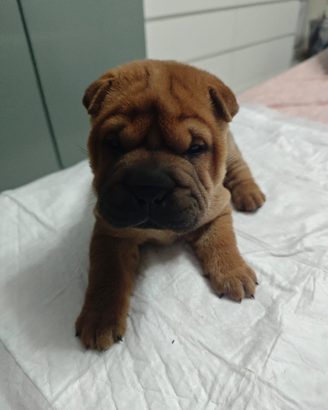 Sharpei con pedigree