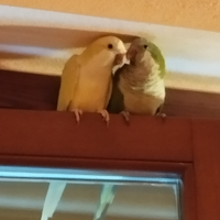 Coppia parrocchetti monaco pronta riproduzione