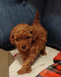 Barboncini Mini Toy con Pedigree Enci