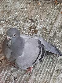 Piccione cravattato