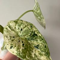 Alocasia dragona scale mint