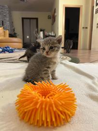 Splendidi gattini tigrati e grigi a mezzani