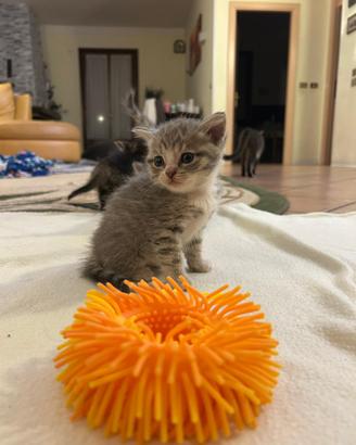 Splendidi gattini tigrati e grigi a mezzani