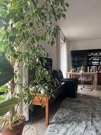 1 stanza per una sola ragazza lavoratrice