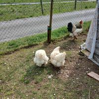 Galline