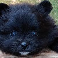 Cucciolo di volpino di Pomerania