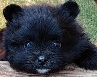 Cucciolo di volpino di Pomerania